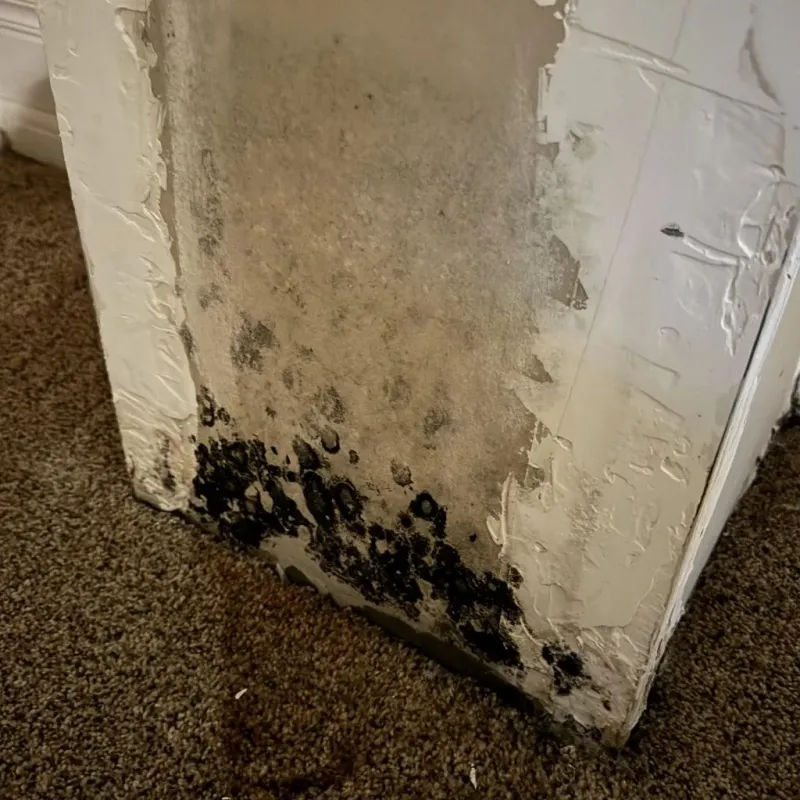 Professional Mold Removal in Somerset, TX